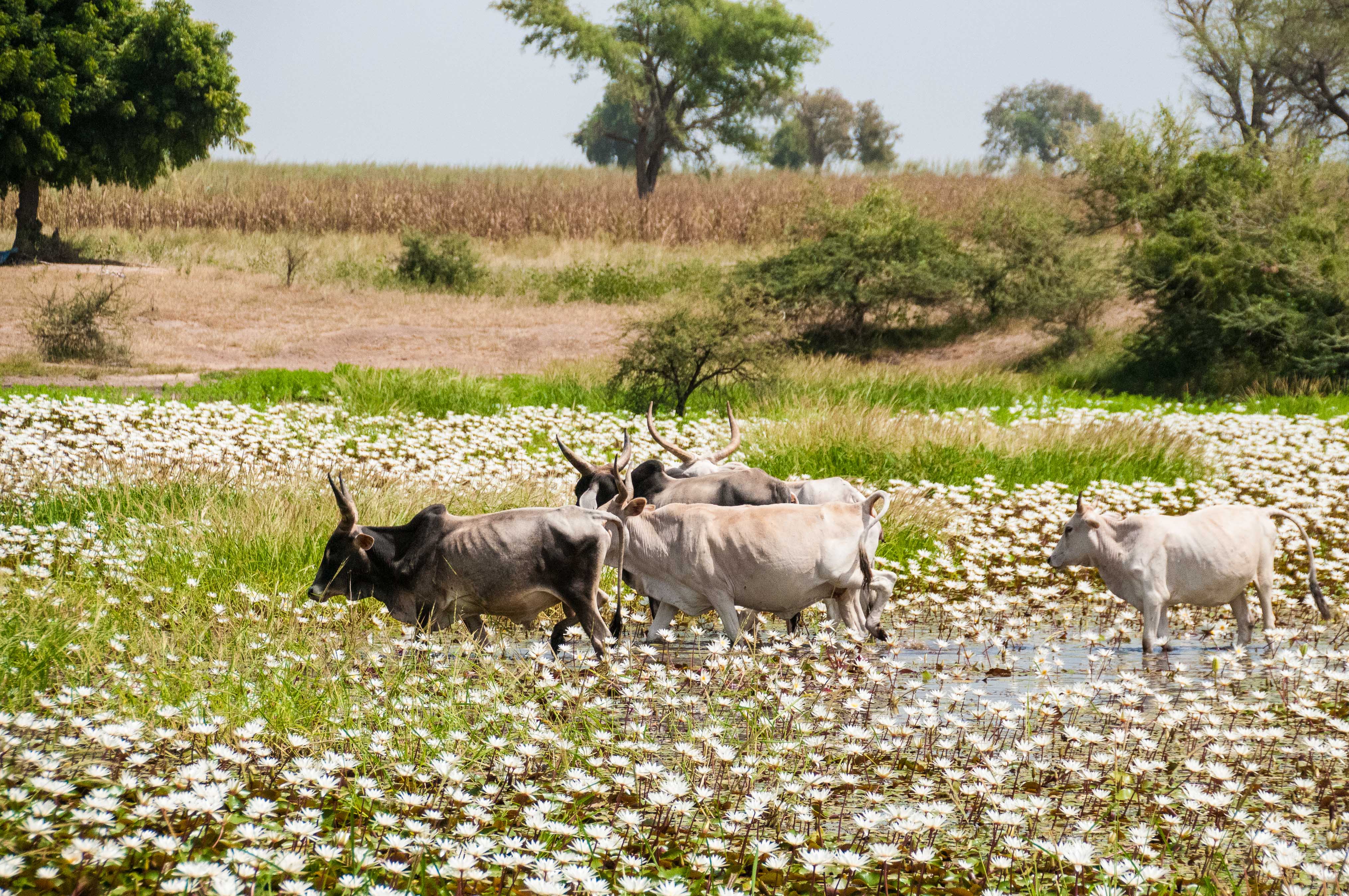 Zébus traversant un marigot fleuri près de Ndiaffatte, Région de Kaolack, Sénégal.